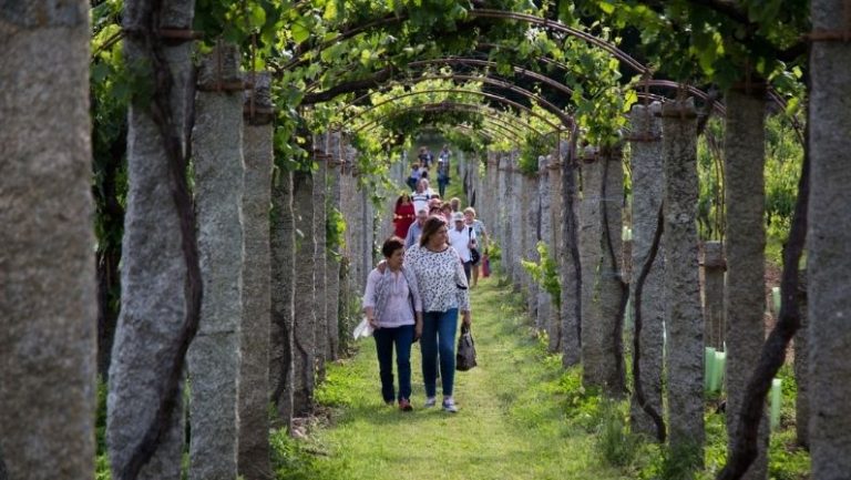 Lee más sobre el artículo X Jornadas de Puertas Abiertas en las Rutas del Vino de Galicia