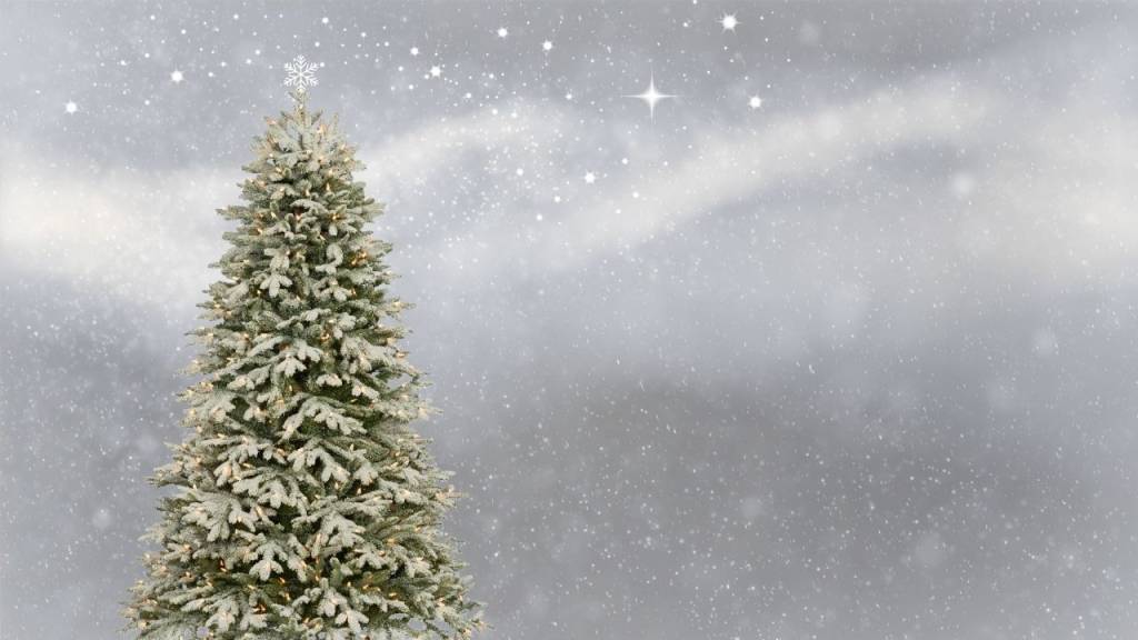 Una segunda vida para los árboles de Navidad naturales