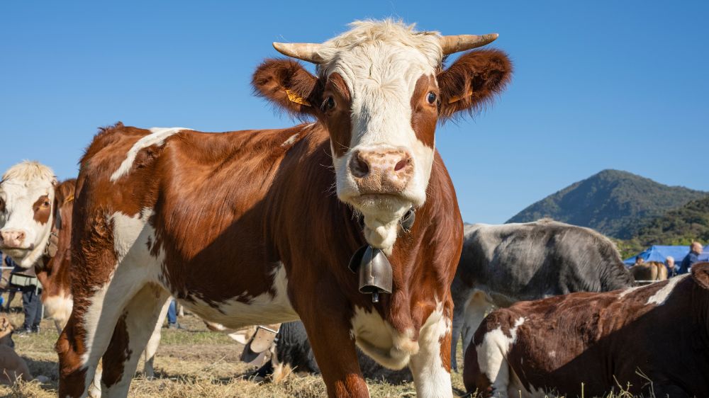 Lee más sobre el artículo XXIX Feria de la Carne 2024 de Montederramo