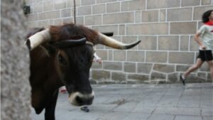 Festa Do Boi