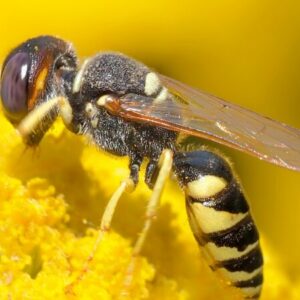 La Biblioteca Pública De Ourense Acoge La Exposición Itinerante 'un Mundo De Bichos. Os Insectos Moven O Planeta', Organizada Por La Asociación Ecoloxistas En Acción. Esta Muestra Estará Disponibl