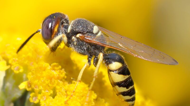 La Biblioteca Pública De Ourense Acoge La Exposición Itinerante 'un Mundo De Bichos. Os Insectos Moven O Planeta', Organizada Por La Asociación Ecoloxistas En Acción. Esta Muestra Estará Disponibl