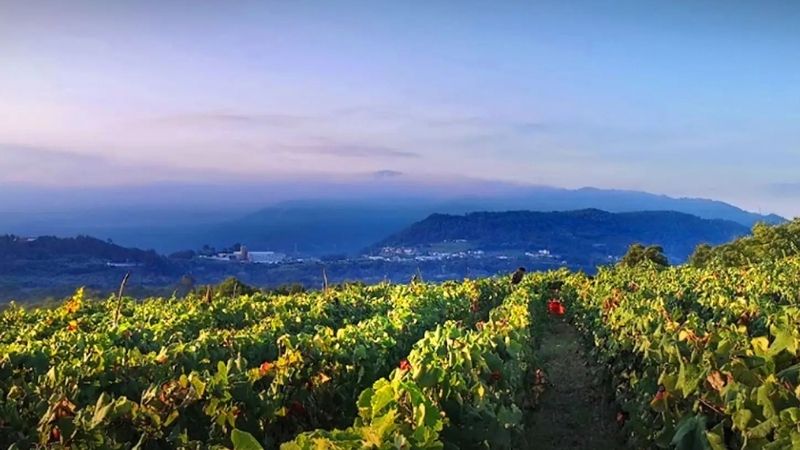 Os Tarabelos